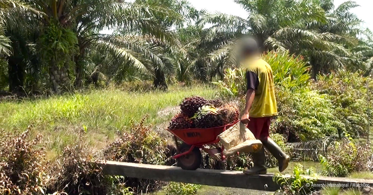 234666_Child_worker_in_palm_oil_plantation__web