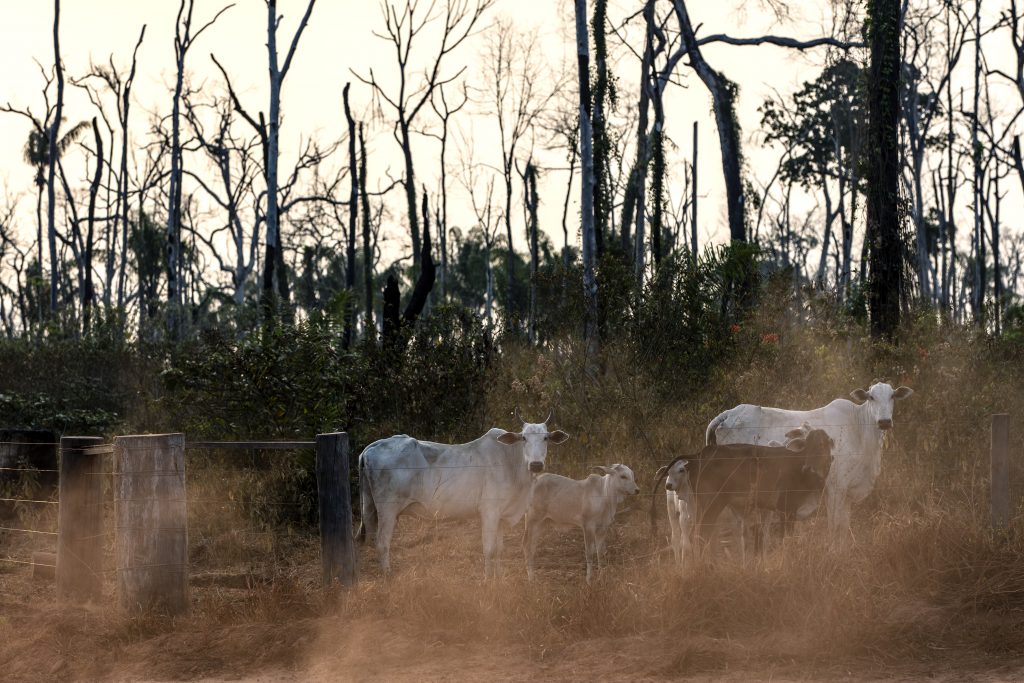 Cattle grazing on a property inside Manoki Indigenous territory in Mato Grosso state, in Brazil's Amazon region, August 2019. The expansion of cattle ranching has been the main driver of deforestation in Brazil's Amazon.  Amnesty International accompanied a patrol of Manoki indigenous people inside Manoki territory and witnessed a large area of the forest that had been fenced off in preparation for being farmed.